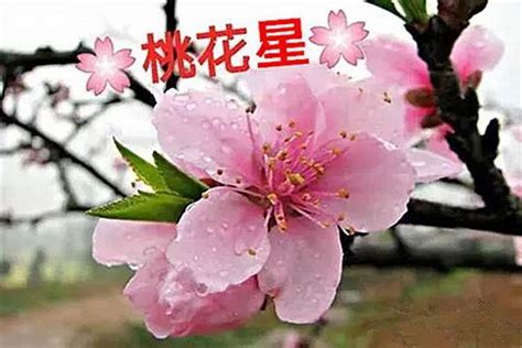 桃花旺的人|桃花极旺的八字